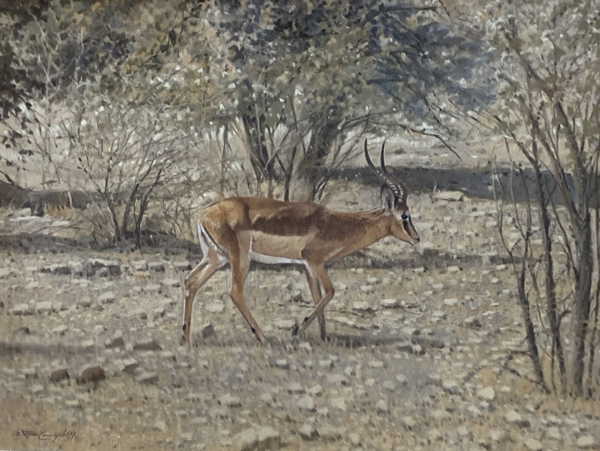 W. Ron Campbell (1930-2012), pastel, Thompsons Gazelle, signed, 46 x 60cm